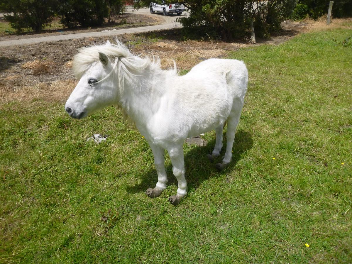 Man fined $10,000 after failing to care for his pony