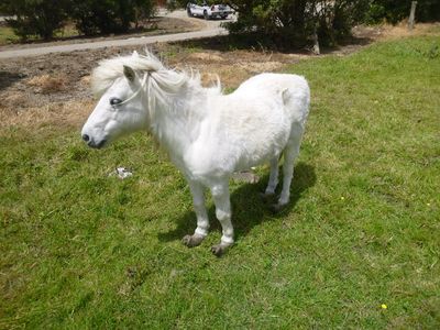 Man fined $10,000 after failing to care for his pony