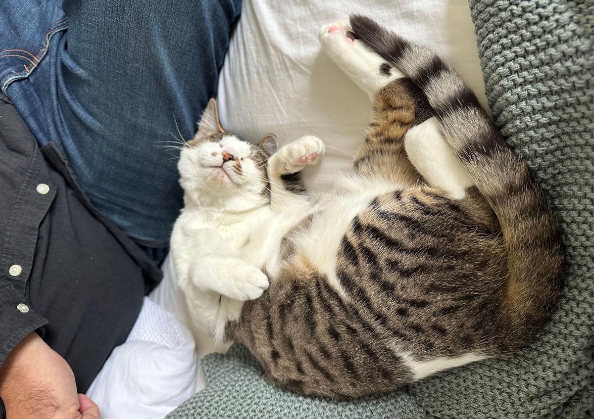 Animal lovers open their hearts and homes to foster over the holidays