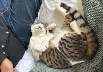 Animal lovers open their hearts and homes to foster over the holidays