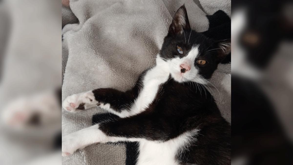 From Rescued to Rehomed: Patrick's Story