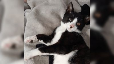 From Rescued to Rehomed: Patrick's Story