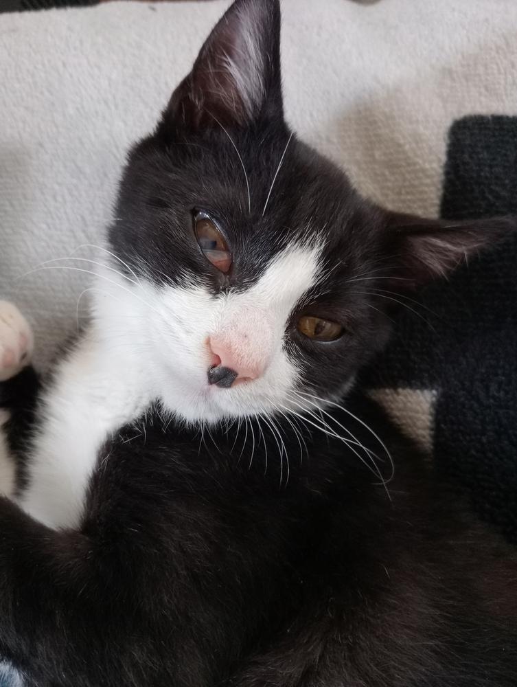 A black and white kitten lounging on a blanket.