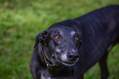 New survey shows sustained calls for ‘No More Chances!’ for commercial greyhound racing 