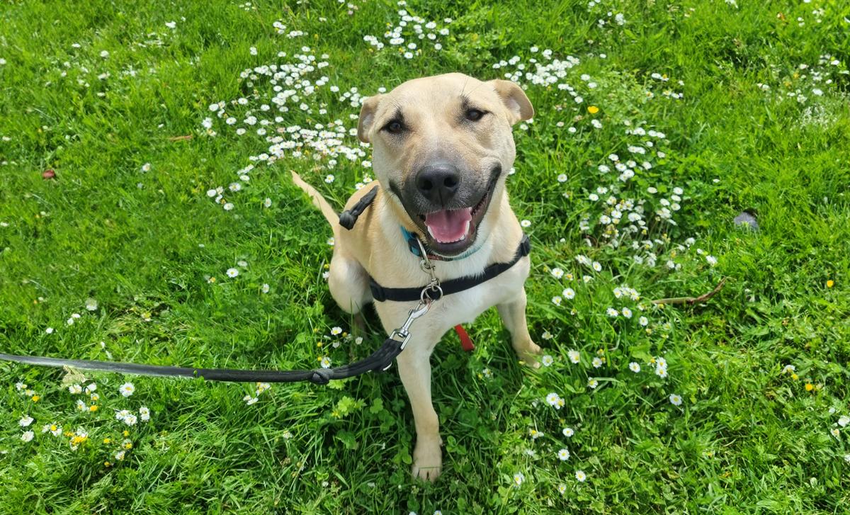 The 12 long-stays of Christmas