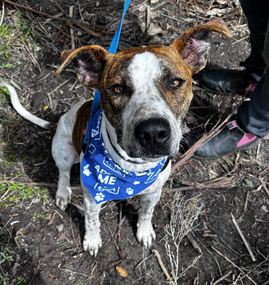 A white and brown dog looks up at the camera, wearing a blue SPCA bandana around his neck.