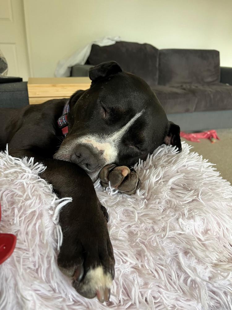 A black dog sleeps on a light pink pillow.