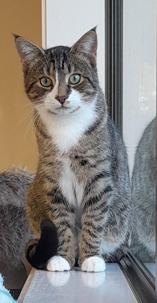 A brown tabby with white paws sits on a windowsill, staring at the camera with wide eyes.