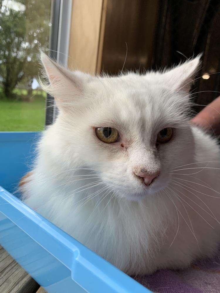 A white long-haired cat sits near a window.