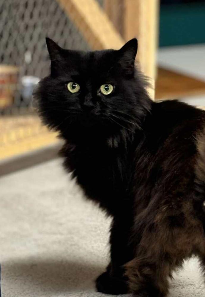 A black long-haired cat looks at the camera with her bright green eyes.