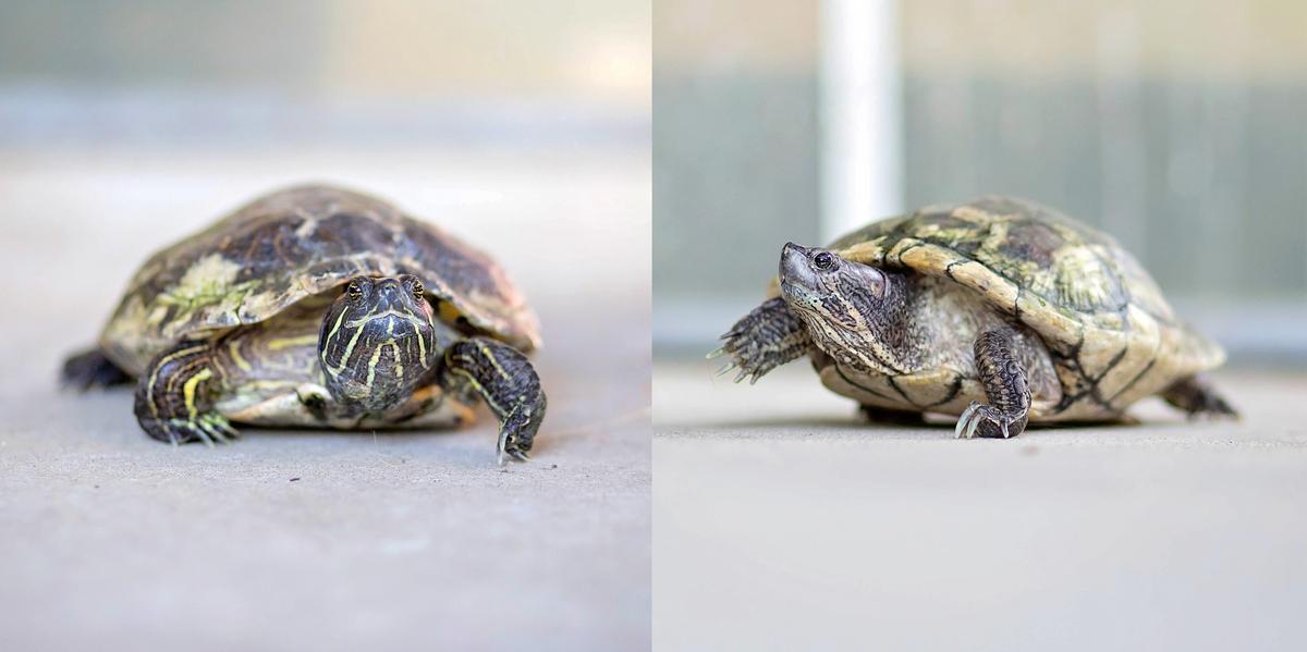 Two turtles hang out on a white surface.