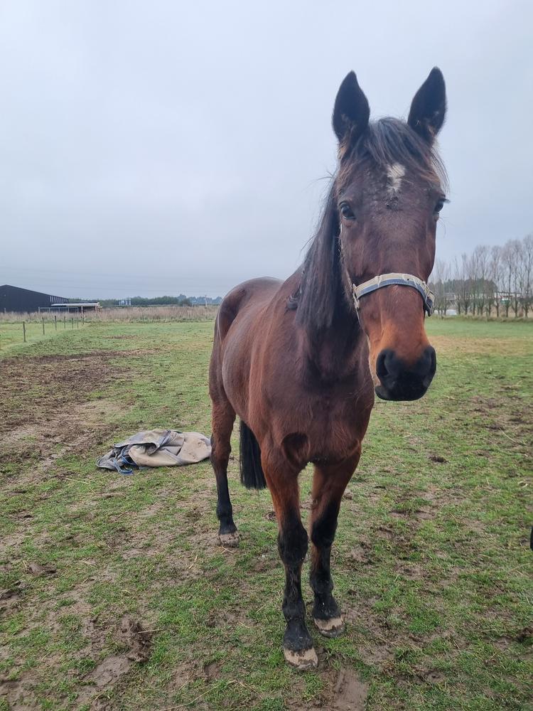 A brown horse stands in a grassy paddock on a cloudy day.
