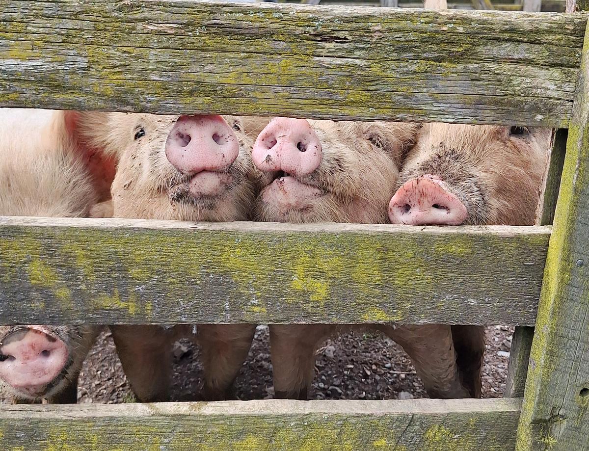 Three pink pigs stick their snouts through a wooden fence.