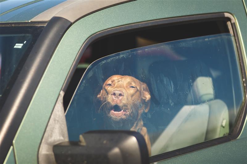 Dogs die in hot cars. If you love them, don't leave them.