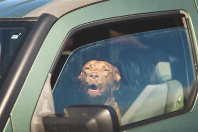 Dogs die in hot cars. If you love them, don't leave them.