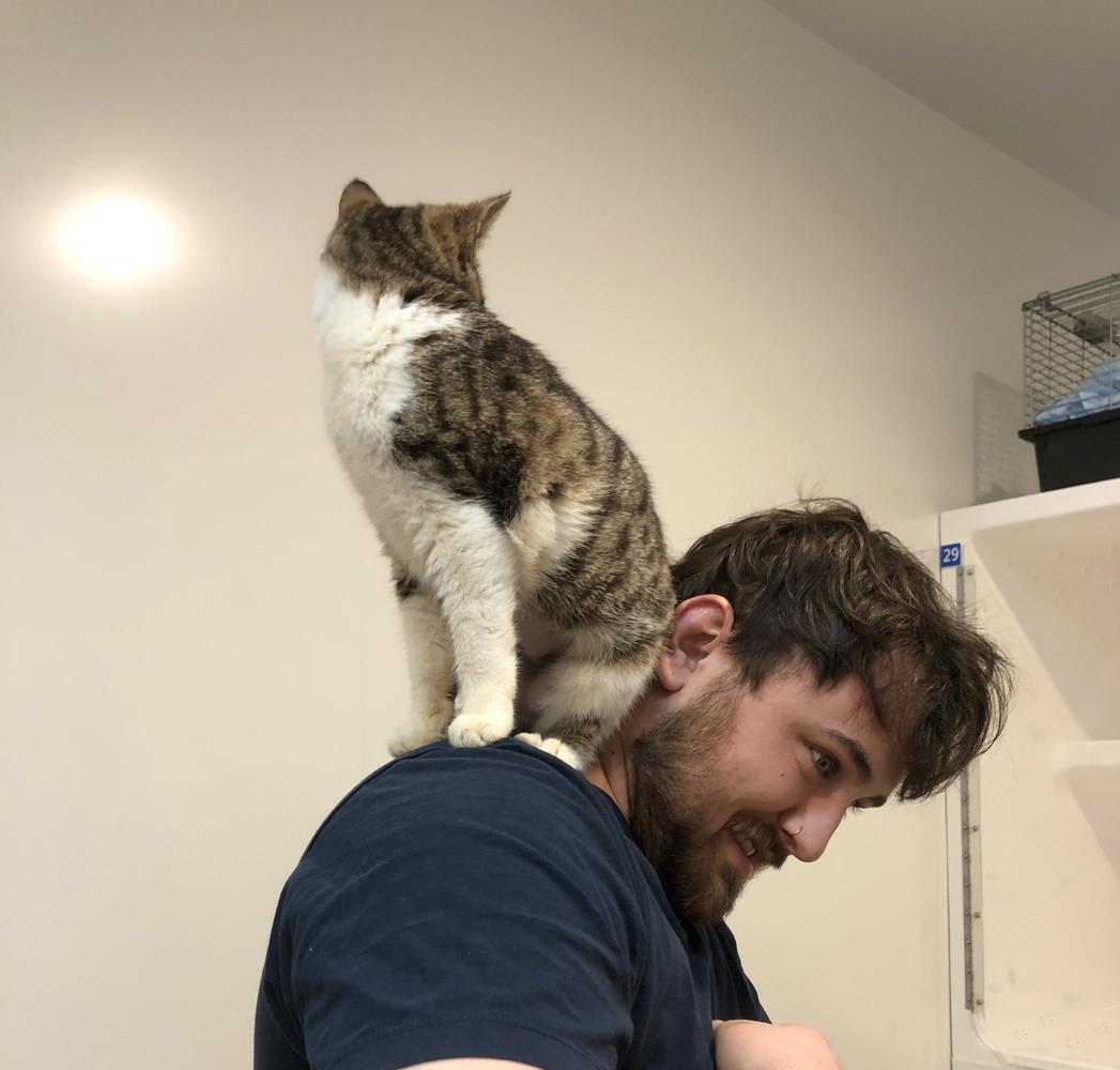A white and brown cat sits on a person's shoulder.