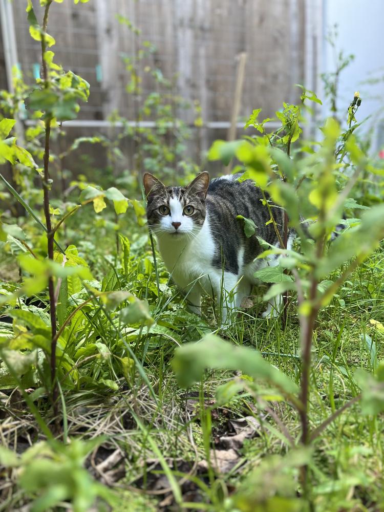 A white and brown cat stands in a garden.