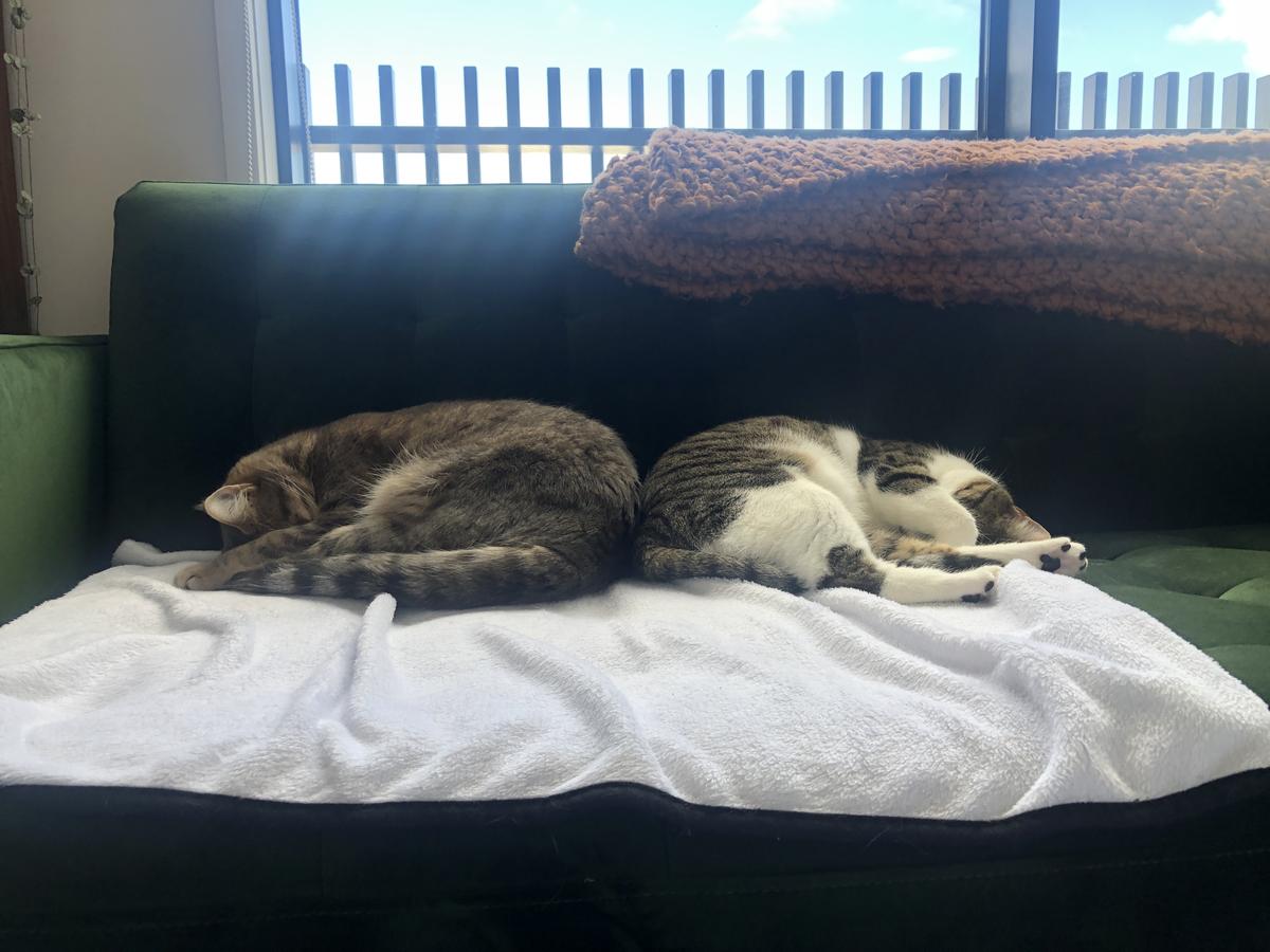 Two cats sleep together on a couch.
