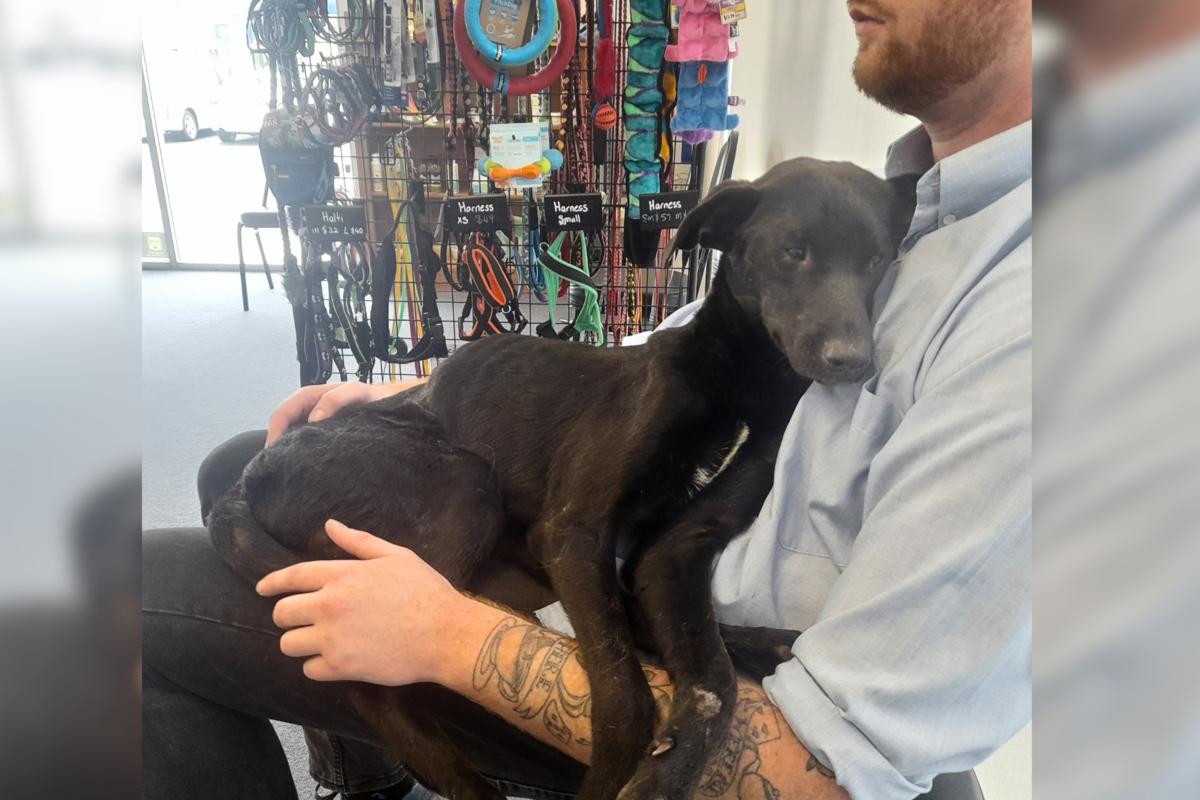 SPCA prosecutes siblings for devastating neglect of pet dog