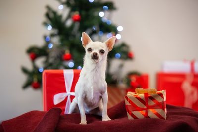 Thank you for standing by the animals this year