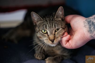 SPCA applauds new initiative in country’s cat crisis