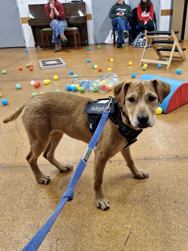 Moot the SPCA dog laying on the ground at puppy school