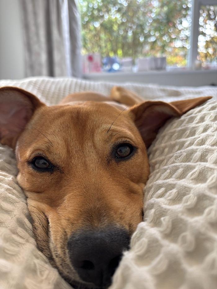 SPCA dog Moot on bed