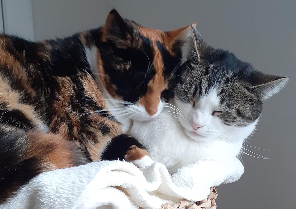 A calico and white/tabby cat cuddle together on a blanket, eyes closed and relaxed.