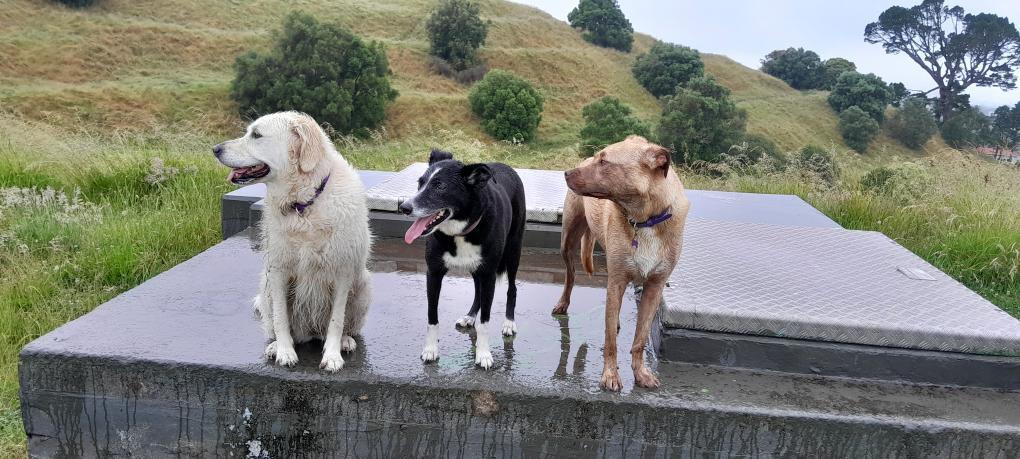 Three dogs stand on a platform.