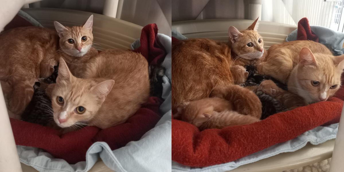 Two orange cats huddled up around a large group of kittens.