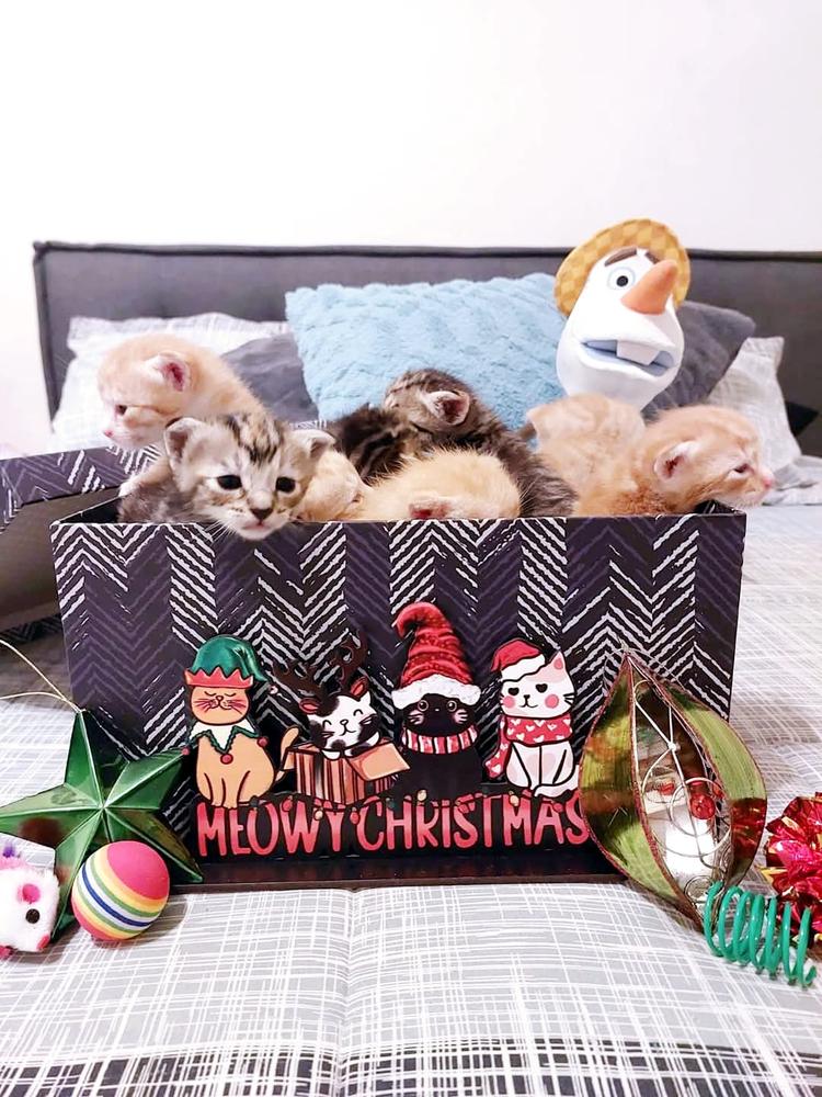 10 kittens sit in a Christmas-themed box.