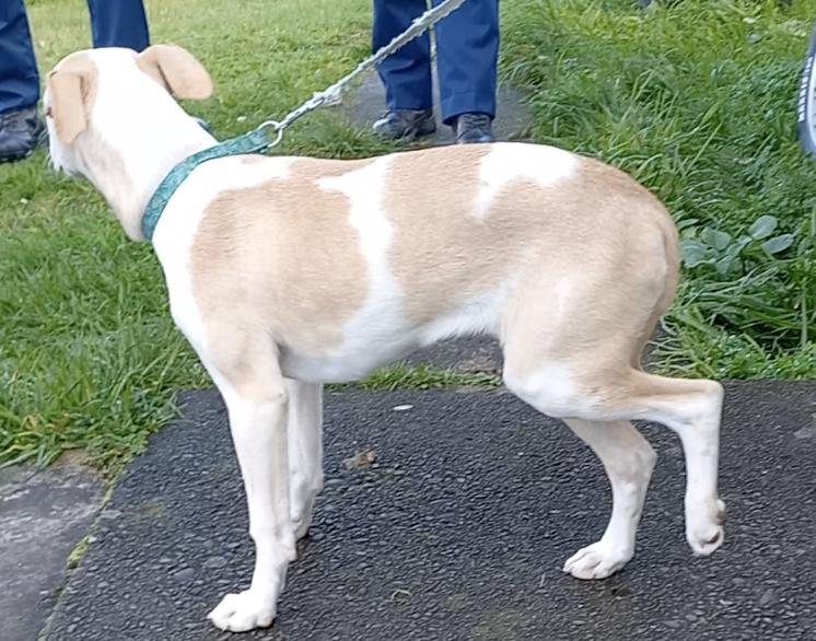 Man sentenced to seven months home detention for beating puppies