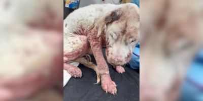 Dog suffers severe neglect by owners 