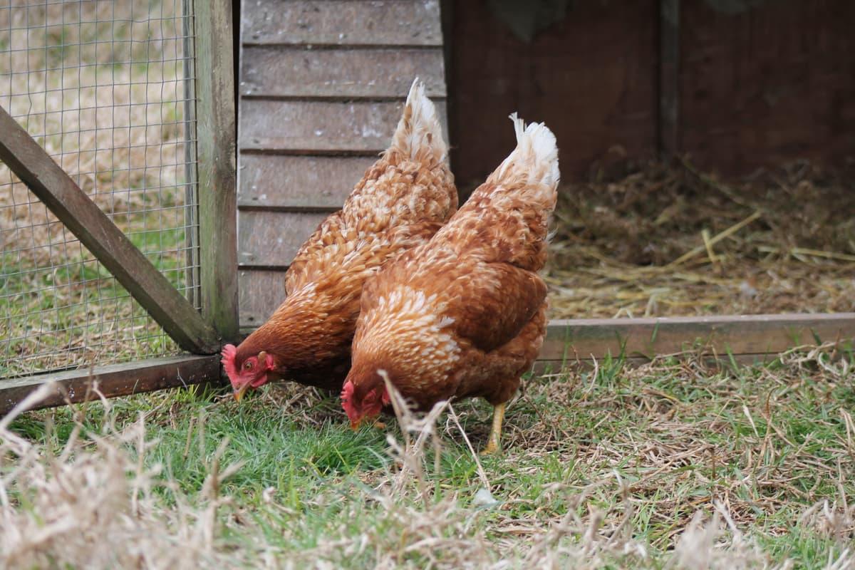 I'm thinking of adopting backyard chickens