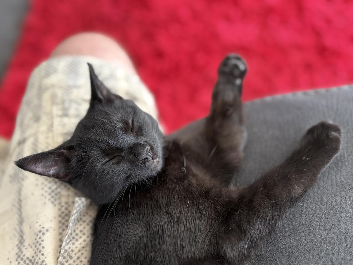 Happy adoption story: Princess Slayer