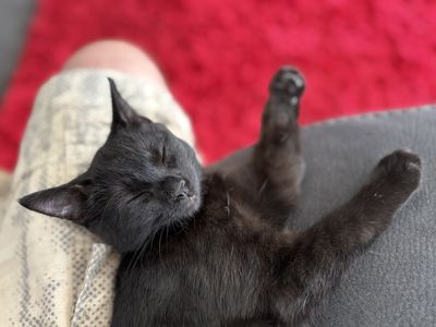 Happy adoption story: Princess Slayer