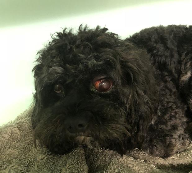 SPCA prosecutes man who threw dog against wall because it "prevented him from relaxing"