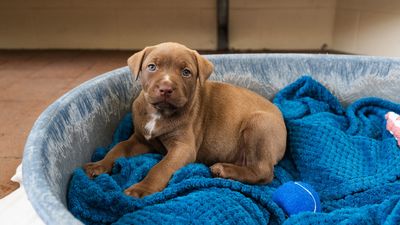 Reminder to SPCA donors to claim their tax credit 