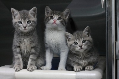 Kittens Available For Adoption - Tauranga - Domestic Short Hair