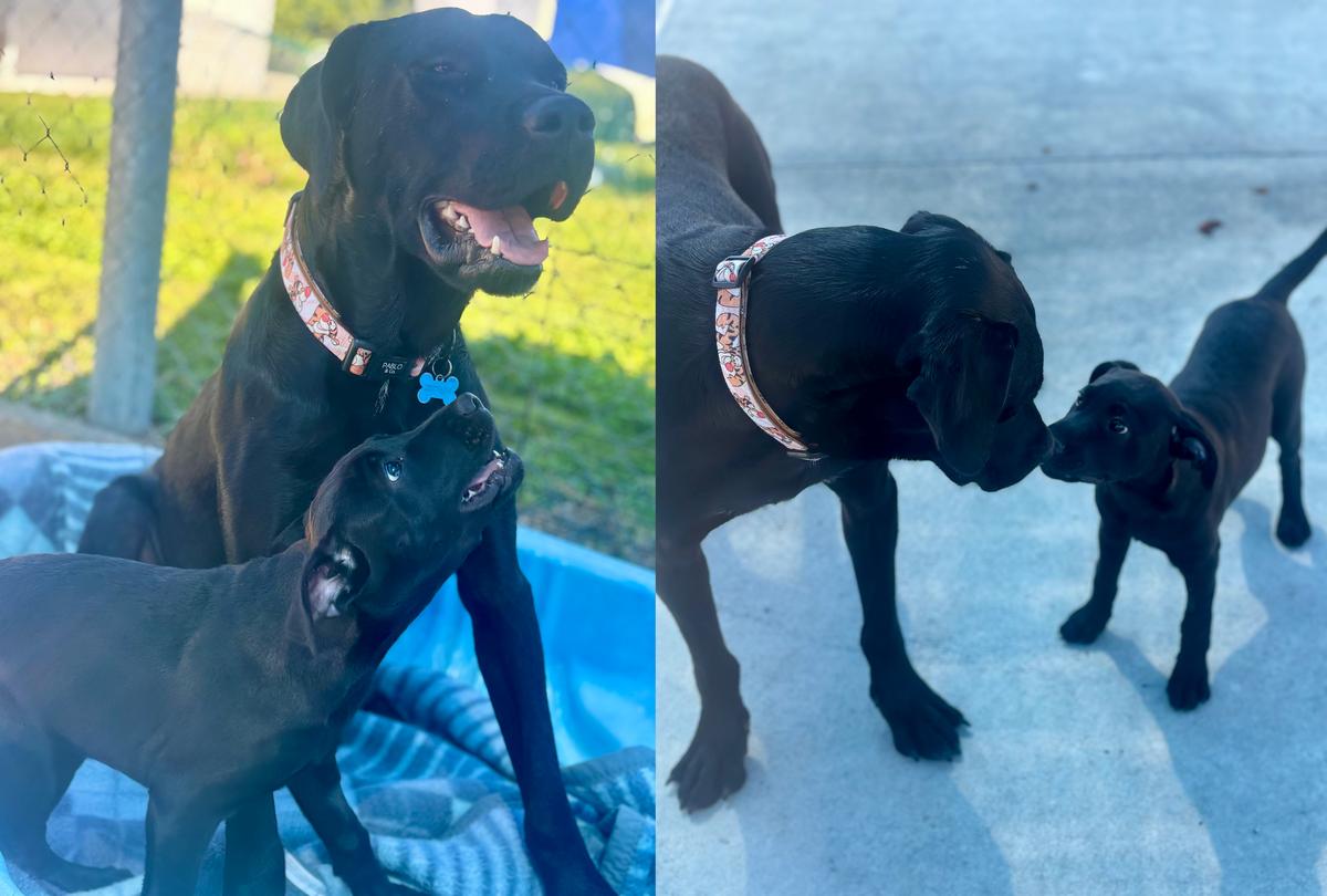 A small black puppy plays with a larger black dog.