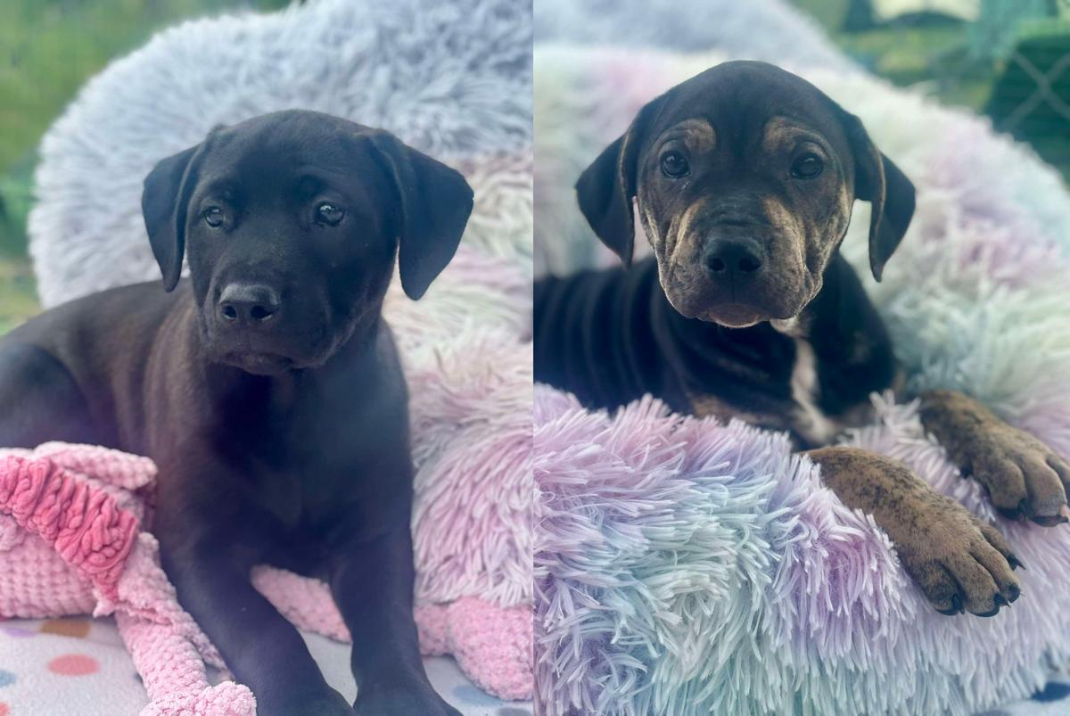 Two small puppies sit on a soft plushy dog bed.