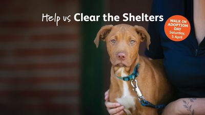 Help us Clear the Shelters – get 50% off adoptions this April