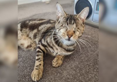 Meet Davie, the blind cat with a big heart