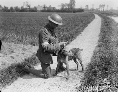 Remembering animal victims of war