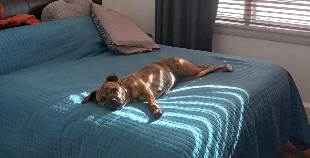 Woman sentenced after leaving puppy in pain for months after being struck by vehicle