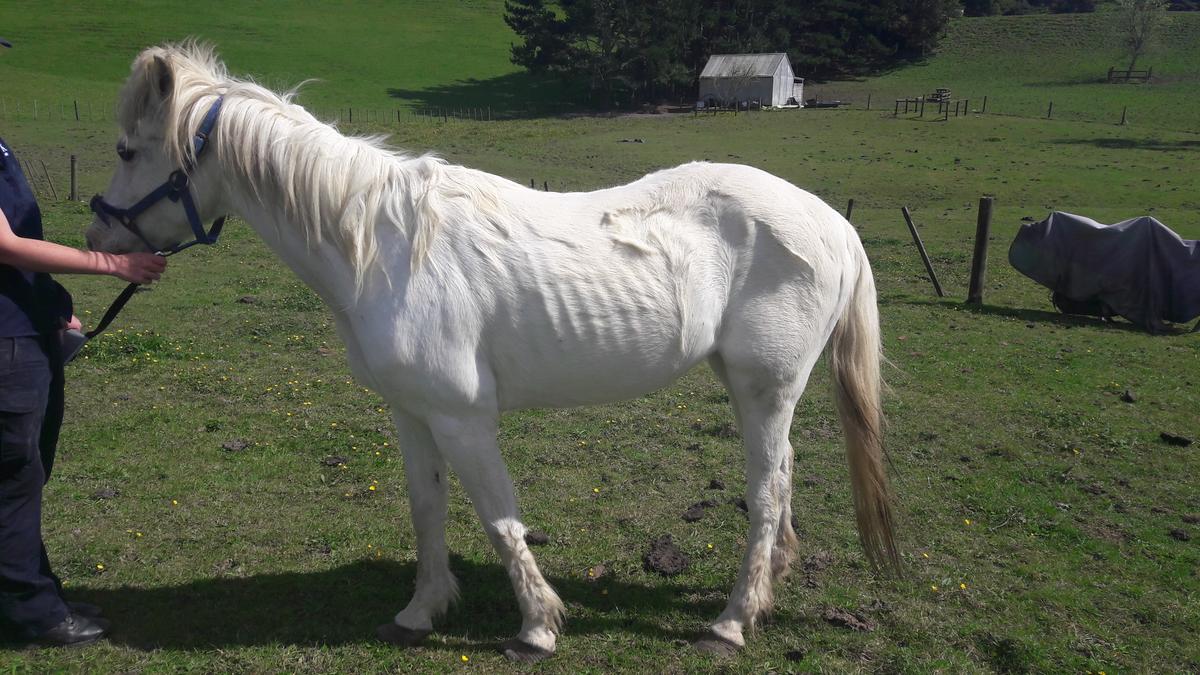 Horse sanctuary owner prosecuted after neglecting a pony in her care