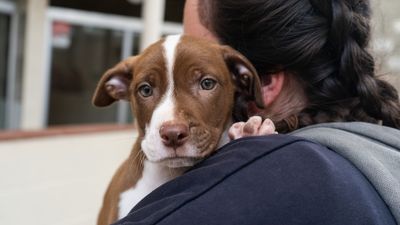 Winter foster homes needed for dogs across the country
