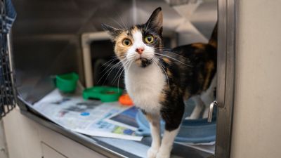 SPCA updates adoption fees to help animals in need