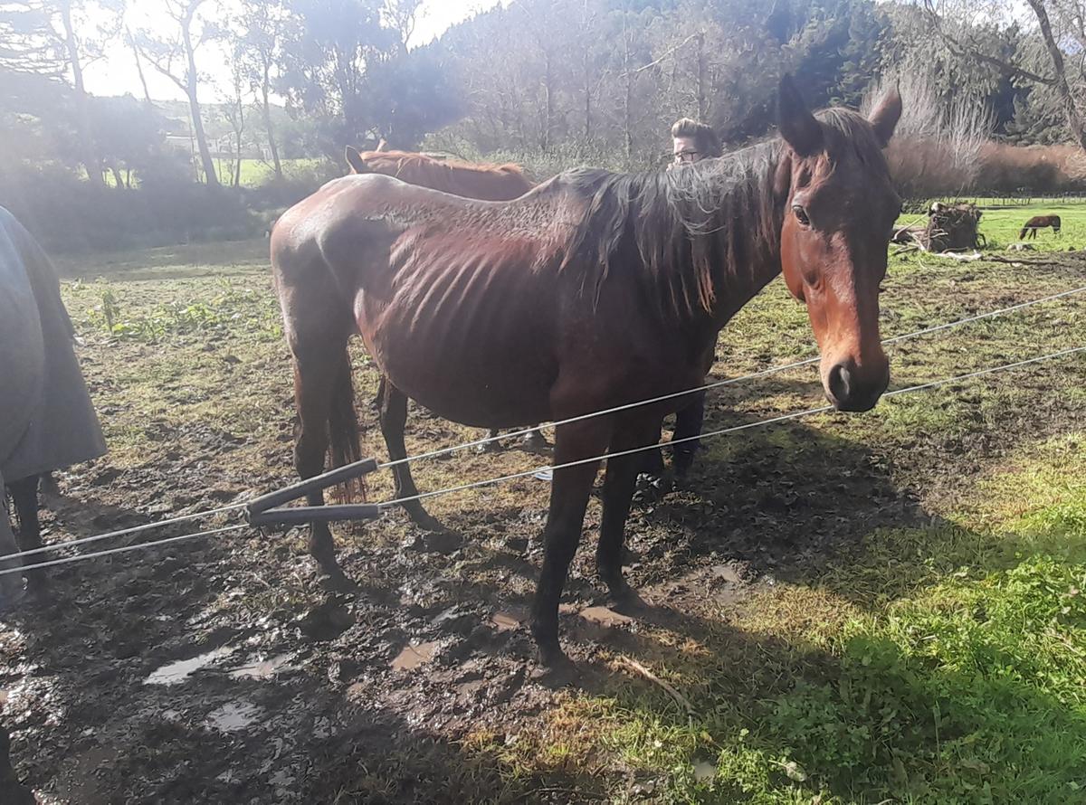 Whanganui horse owner convicted of neglect