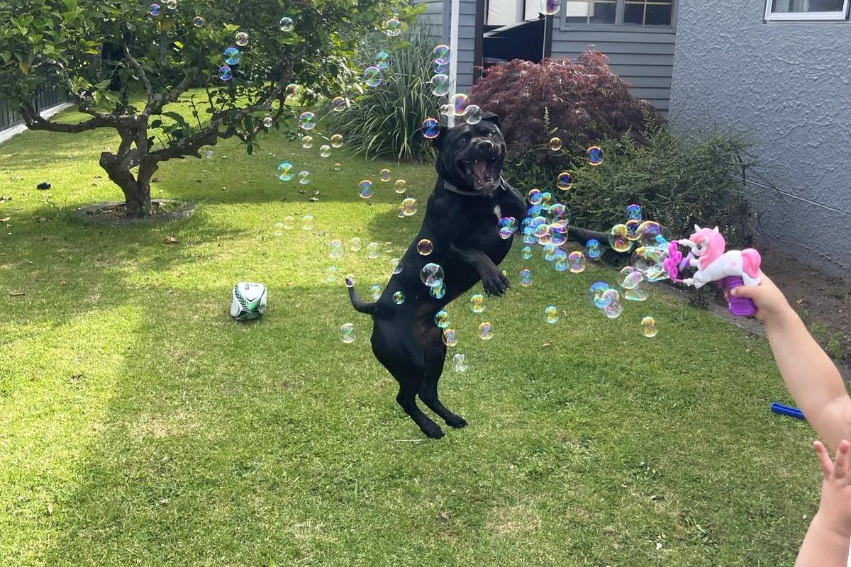 Dog lovers put their hands up to foster this winter 